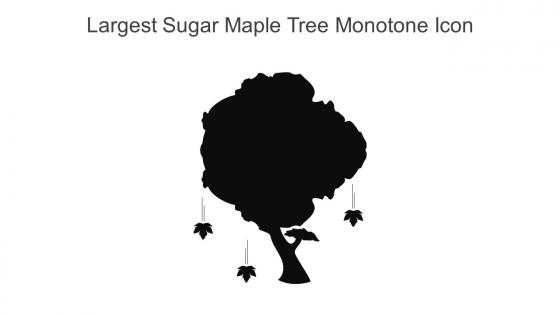 Largest Sugar Maple Tree Monotone Icon In Powerpoint Pptx Png And Editable Eps Format
