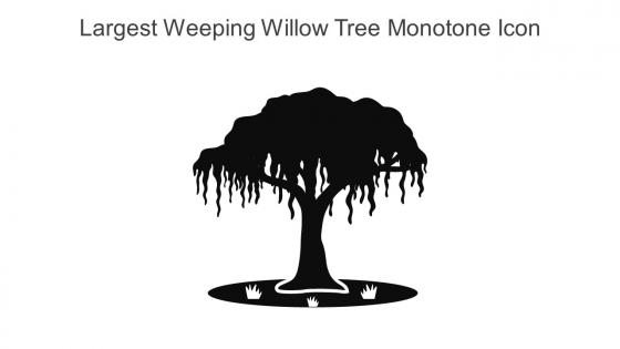 Largest Weeping Willow Tree Monotone Icon In Powerpoint Pptx Png And Editable Eps Format