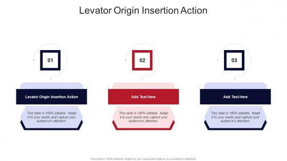 Levator Origin Insertion Action In Powerpoint And Google Slides Cpb