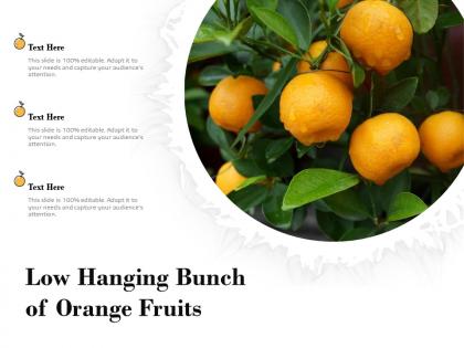 Low hanging bunch of orange fruits