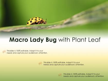 Macro lady bug with plant leaf