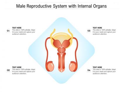 Male reproductive system with internal organs