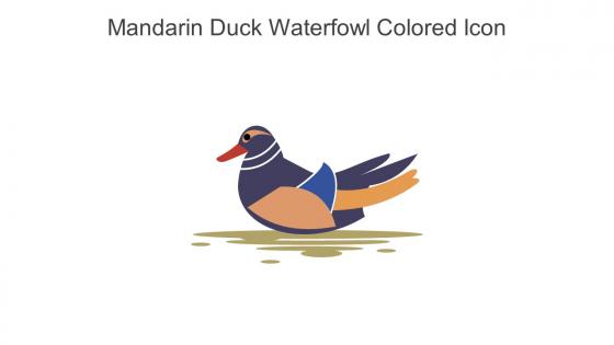 Mandarin Duck Waterfowl Colored Icon In Powerpoint Pptx Png And Editable Eps Format
