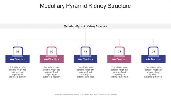 Medullary Pyramid Kidney Structure In Powerpoint And Google Slides Cpb