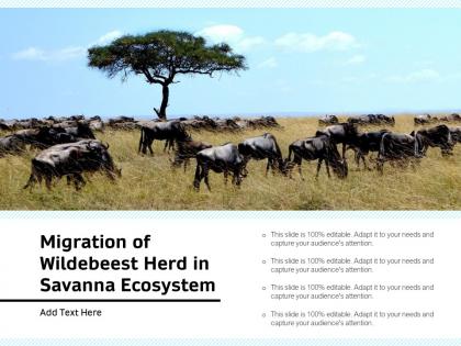 Migration of wildebeest herd in savanna ecosystem