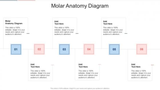 Molar Anatomy Diagram In Powerpoint And Google Slides Cpb