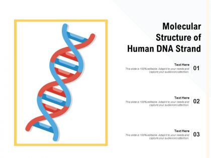 Molecular structure of human dna strand