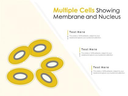 Multiple cells showing membrane and nucleus
