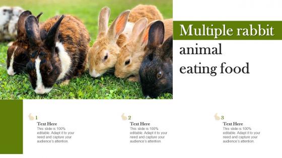 Multiple Rabbit Animal Eating Food
