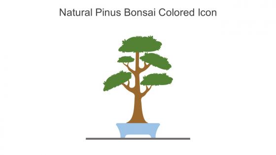 Natural Pinus Bonsai Colored Icon In Powerpoint Pptx Png And Editable Eps Format