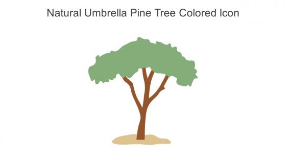 Natural Umbrella Pine Tree Colored Icon In Powerpoint Pptx Png And Editable Eps Format