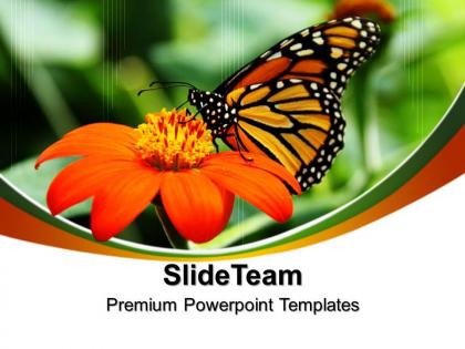 Nature reserves powerpoint templates butterfly process ppt themes
