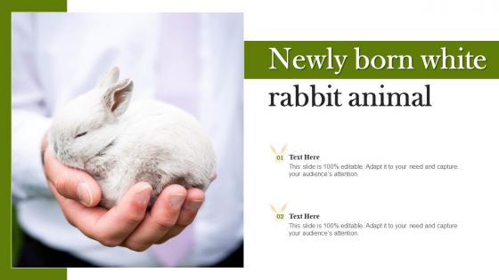 Newly Born White Rabbit Animal