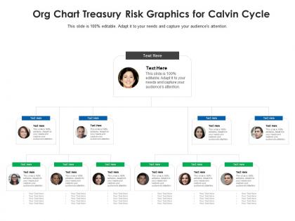 Org chart treasury risk graphics for calvin cycle infographic template