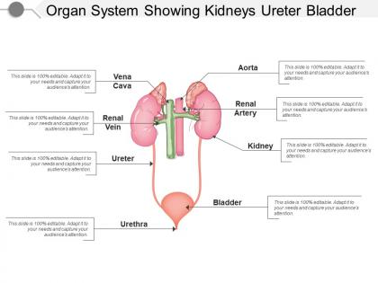 Organ system showing kidneys ureter bladder