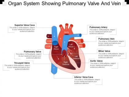 Organ system showing pulmonary valve and vein