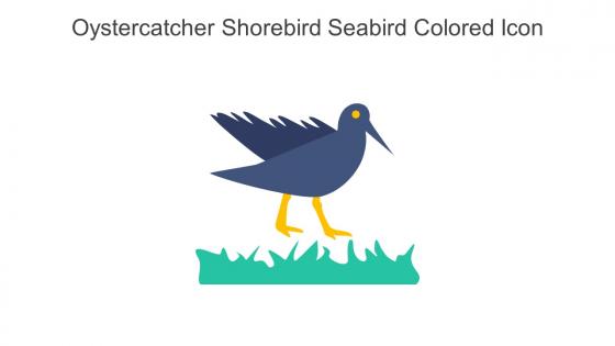 Oystercatcher Shorebird Seabird Colored Icon In Powerpoint Pptx Png And Editable Eps Format