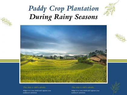 Paddy crop plantation during rainy seasons
