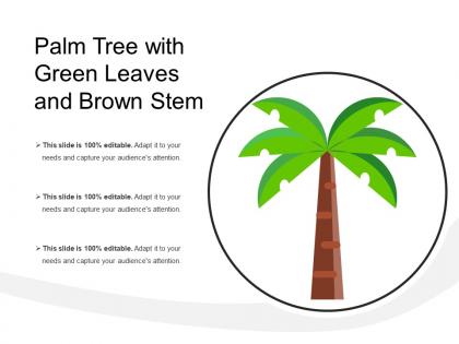Palm tree with green leaves and brown stem