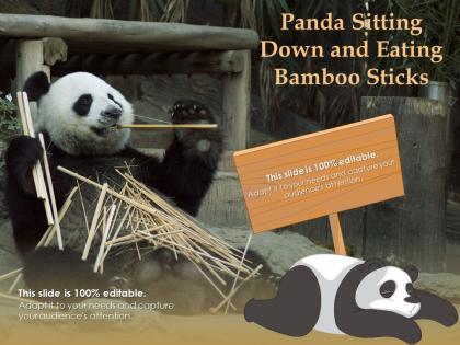 Panda sitting down and eating bamboo sticks