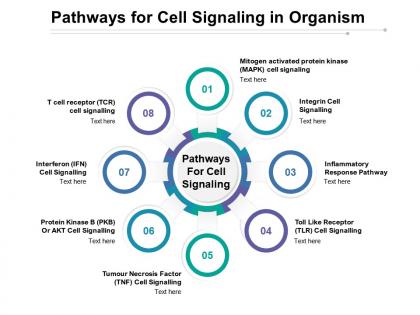 Pathways for cell signaling in organism