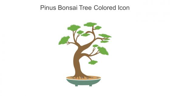 Pinus Bonsai Tree Colored Icon In Powerpoint Pptx Png And Editable Eps Format