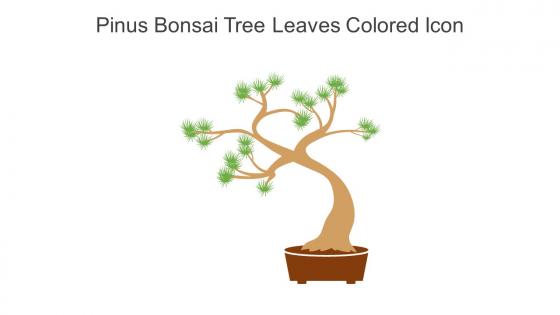 Pinus Bonsai Tree Leaves Colored Icon In Powerpoint Pptx Png And Editable Eps Format