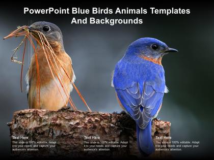 Powerpoint blue birds animals templates and backgrounds