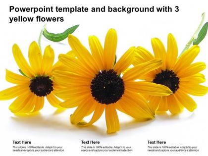 Powerpoint template and background with 3 yellow flowers