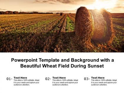 Powerpoint template and background with a beautiful wheat field during sunset