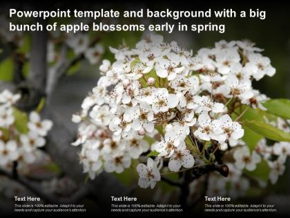 Powerpoint template and background with a big bunch of apple blossoms early in spring