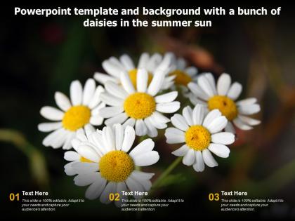 Powerpoint template and background with a bunch of daisies in the summer sun