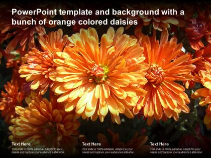 Powerpoint template and background with a bunch of orange colored daisies