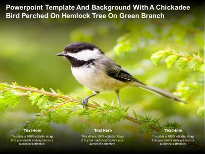 Powerpoint template and background with a chickadee bird perched on hemlock tree on green branch