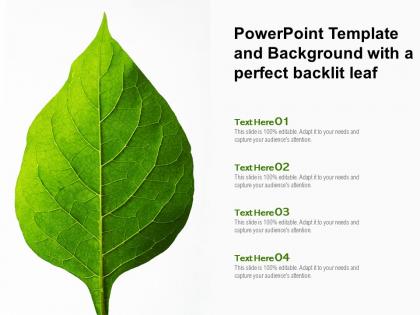 Powerpoint template and background with a perfect backlit leaf