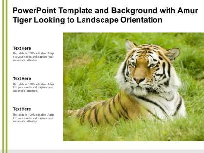 Powerpoint template and background with amur tiger looking to landscape orientation