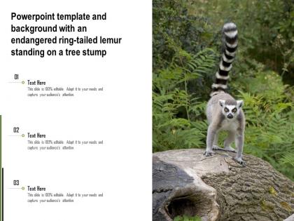 Powerpoint template and background with an endangered ring tailed lemur standing on a tree stump