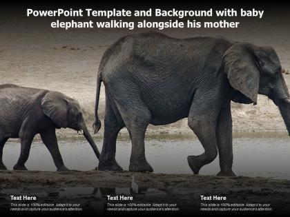Powerpoint template and background with baby elephant walking alongside his mother