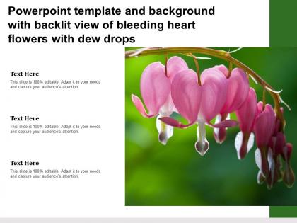 Powerpoint template and background with backlit view of bleeding heart flowers with dew drops