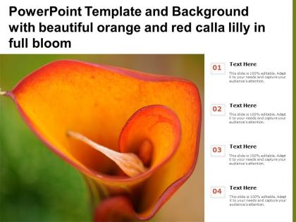 Powerpoint template and background with beautiful orange and red calla lilly in full bloom