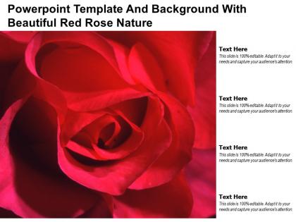 Powerpoint template and background with beautiful red rose nature