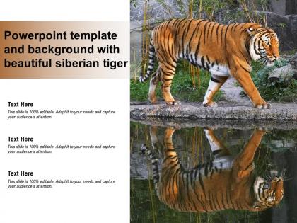 Powerpoint template and background with beautiful siberian tiger