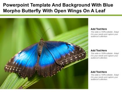 Powerpoint template and background with blue morpho butterfly with open wings on a leaf