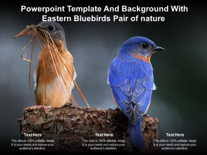 Powerpoint template and background with eastern bluebirds pair of nature