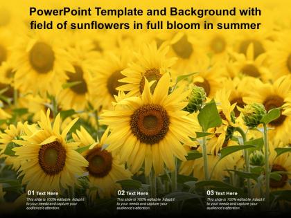 Powerpoint template and background with field of sunflowers in full bloom in summer