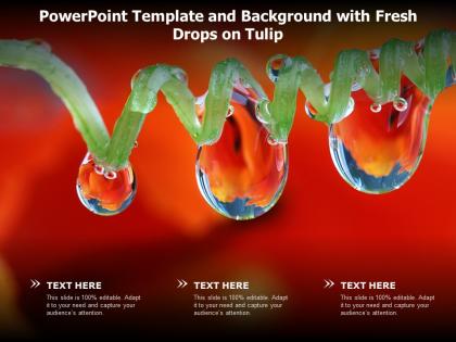 Powerpoint template and background with fresh drops on tulip