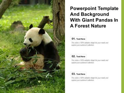 Powerpoint template and background with giant pandas in a forest nature
