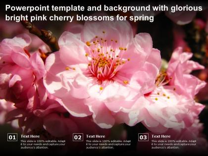 Powerpoint template and background with glorious bright pink cherry blossoms for spring