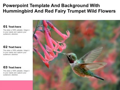 Powerpoint template and background with hummingbird and red fairy trumpet wild flowers
