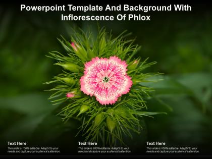 Powerpoint template and background with inflorescence of phlox